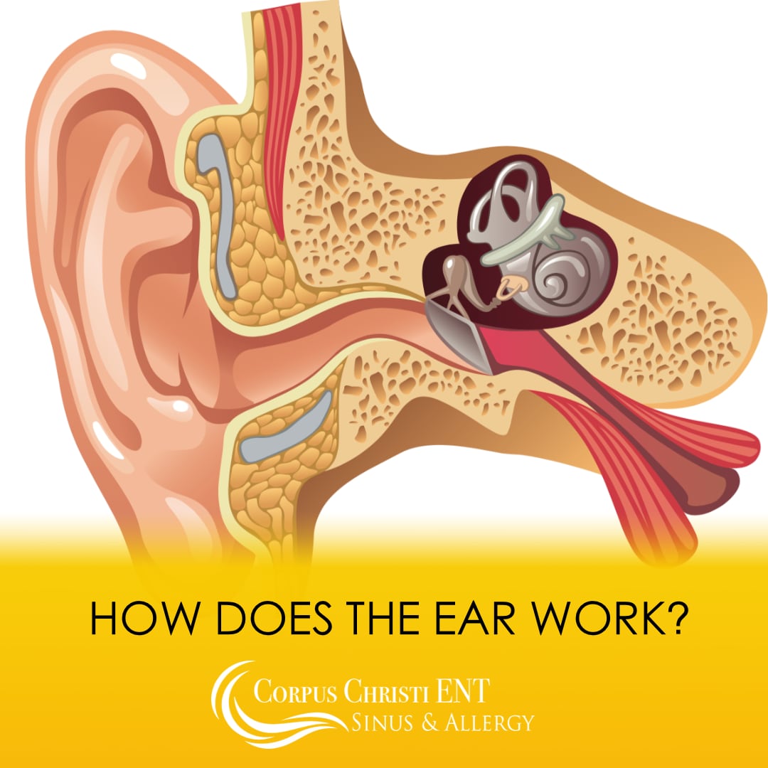 How Does the Ear Work? – Corpus Christi ENT Sinus & Allergy