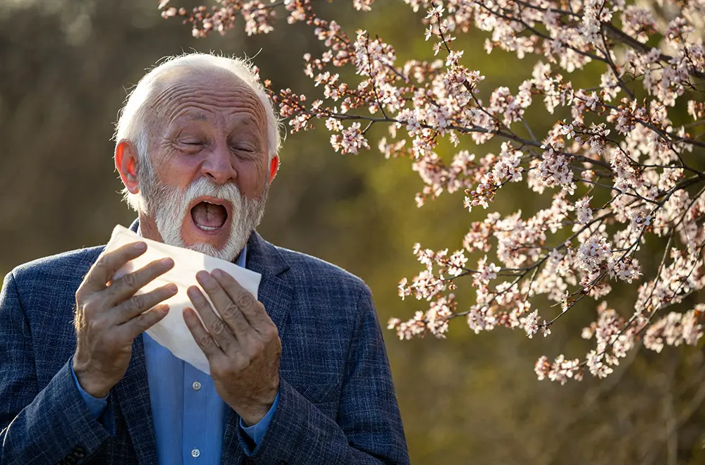 An elderly man in a blue shirt and blazer is sneezing into a tissue outdoors next to a blooming tree with pink flowers, suggesting allergies during springtime.